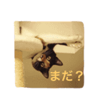トイプードルと三毛猫②（個別スタンプ：13）
