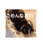 トイプードルと三毛猫②（個別スタンプ：15）