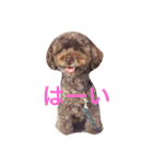 トイプードルと三毛猫②（個別スタンプ：16）