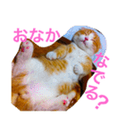 とらたさん その2（個別スタンプ：3）