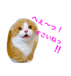 とらたさん その2（個別スタンプ：6）
