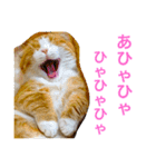 とらたさん その2（個別スタンプ：7）