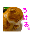 とらたさん その2（個別スタンプ：8）