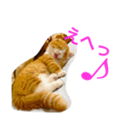とらたさん その2（個別スタンプ：15）