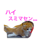 とらたさん その2（個別スタンプ：16）