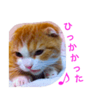 とらたさん その2（個別スタンプ：17）