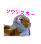 とらたさん その2（個別スタンプ：19）