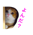とらたさん その2（個別スタンプ：20）