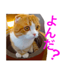 とらたさん その2（個別スタンプ：21）