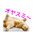 とらたさん その2（個別スタンプ：24）