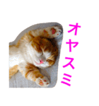 とらたさん その2（個別スタンプ：25）