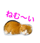 とらたさん その2（個別スタンプ：27）
