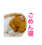 とらたさん その2（個別スタンプ：28）