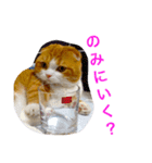 とらたさん その2（個別スタンプ：31）