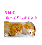 とらたさん その2（個別スタンプ：32）