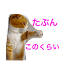 とらたさん その2（個別スタンプ：34）