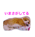 とらたさん その2（個別スタンプ：35）