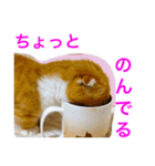 とらたさん その2（個別スタンプ：36）