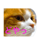 とらたさん その2（個別スタンプ：38）