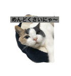 わが家のニャンコ（個別スタンプ：2）