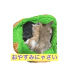 わが家のニャンコ（個別スタンプ：3）