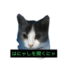 わが家のニャンコ（個別スタンプ：4）