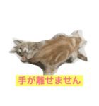 わが家のニャンコ（個別スタンプ：7）
