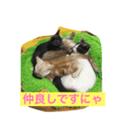 わが家のニャンコ（個別スタンプ：8）