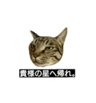 毛玉もふもふスタンプR（個別スタンプ：6）