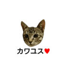 毛玉もふもふスタンプR（個別スタンプ：8）