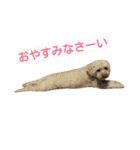 太っちょトイプードル銀平（個別スタンプ：2）