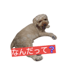 太っちょトイプードル銀平（個別スタンプ：4）