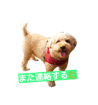 太っちょトイプードル銀平（個別スタンプ：6）