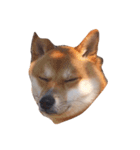 初の愛犬シリーズ①（個別スタンプ：1）
