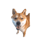 初の愛犬シリーズ①（個別スタンプ：3）