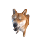 初の愛犬シリーズ①（個別スタンプ：4）