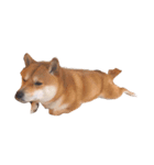 初の愛犬シリーズ①（個別スタンプ：5）