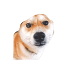 初の愛犬シリーズ①（個別スタンプ：6）