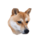 初の愛犬シリーズ①（個別スタンプ：7）