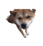 初の愛犬シリーズ①（個別スタンプ：8）