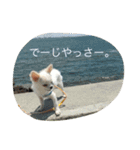 紀伊長島弁（個別スタンプ：8）