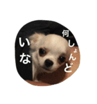 紀伊長島弁（個別スタンプ：15）