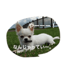 紀伊長島弁（個別スタンプ：16）