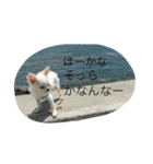 紀伊長島弁（個別スタンプ：19）