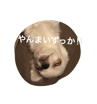 紀伊長島弁（個別スタンプ：21）