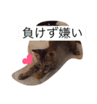 我が家のキジ猫❤︎（個別スタンプ：1）