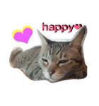 我が家のキジ猫❤︎（個別スタンプ：3）