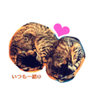 我が家のキジ猫❤︎（個別スタンプ：8）