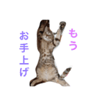 ボマキオ団（猫だらけ）（個別スタンプ：9）