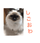 ボマキオ団（猫だらけ）（個別スタンプ：13）